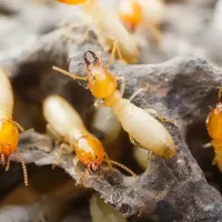 termites