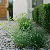 weeds