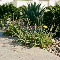weeds