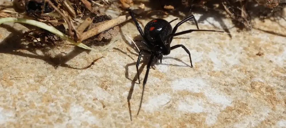 black widow spider
