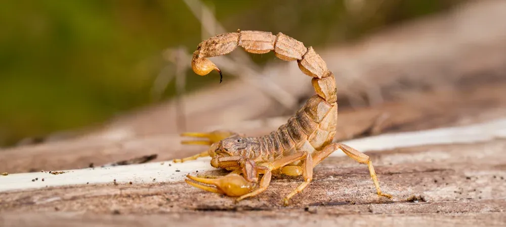 scorpion
