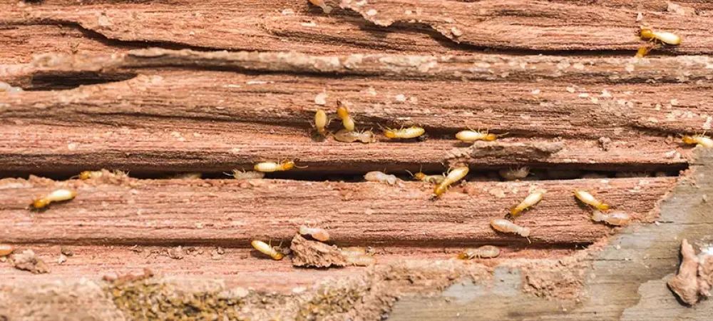 termite damage