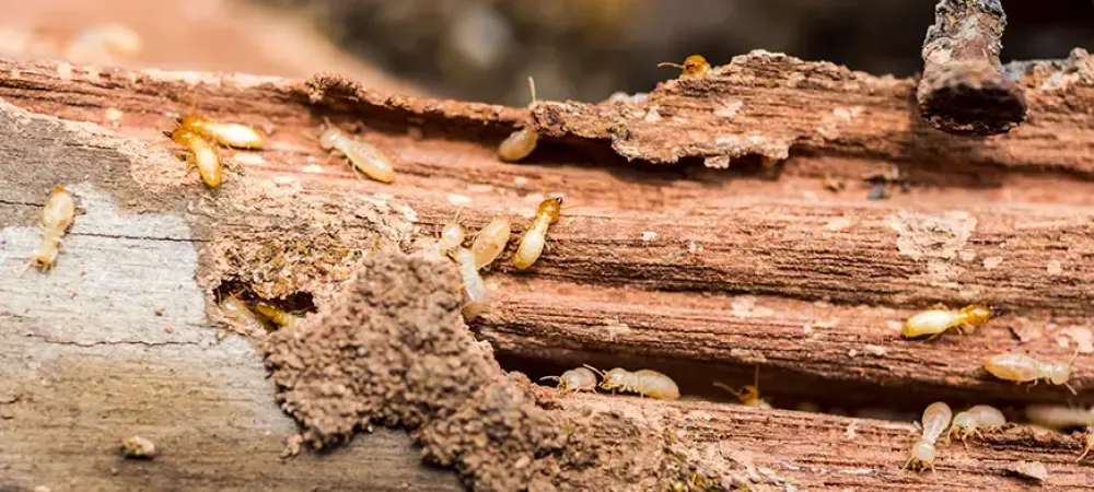termites