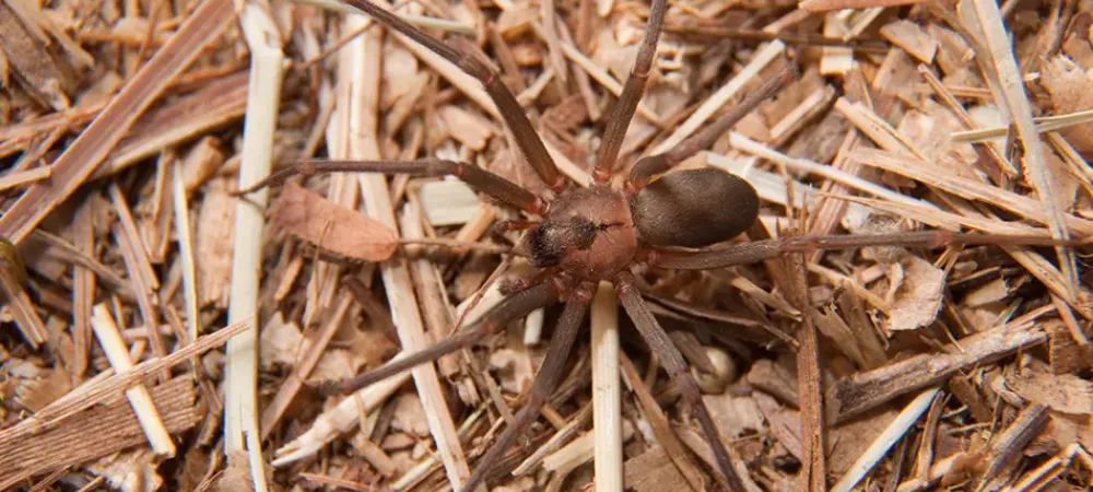 brown recluse spider