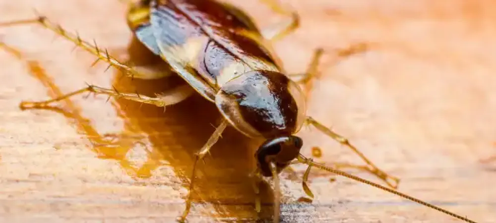 roach