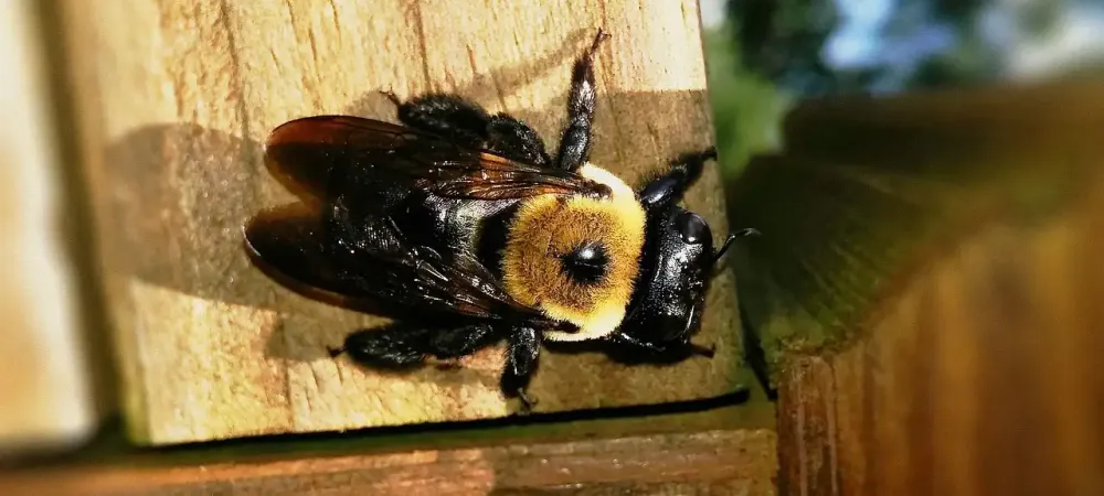 carpenter bee