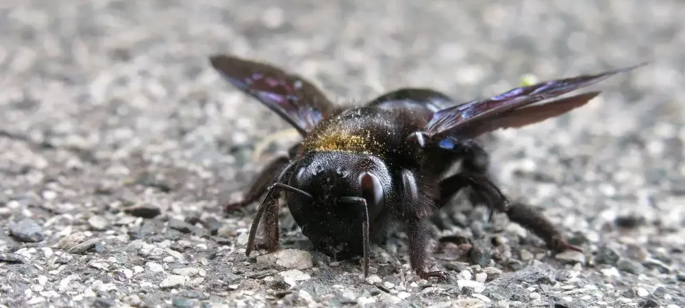 carpenter bee