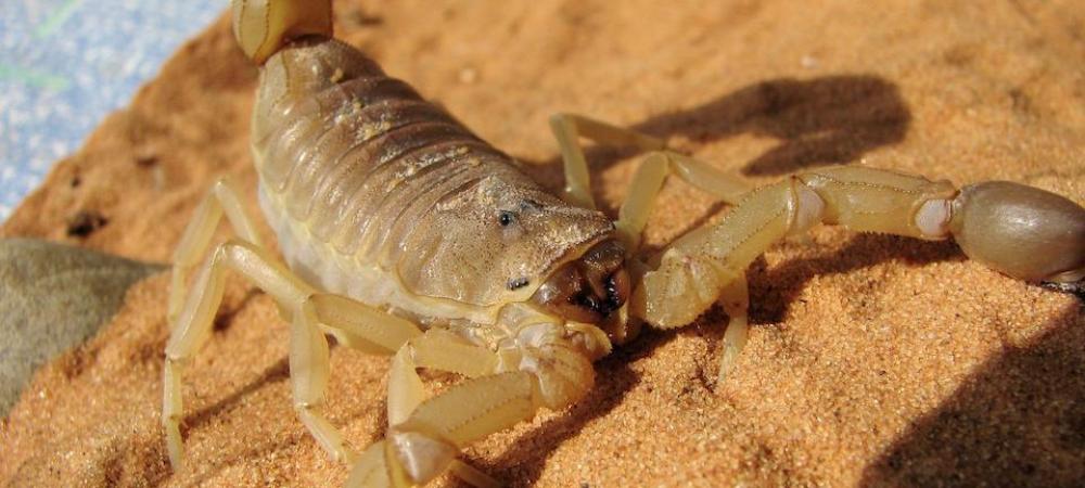 desert scorpion