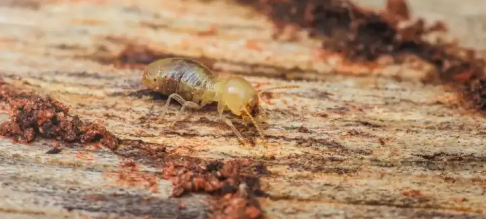 drywood termites