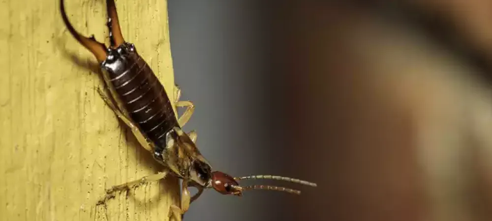 earwig