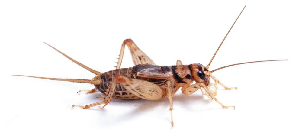 cricket