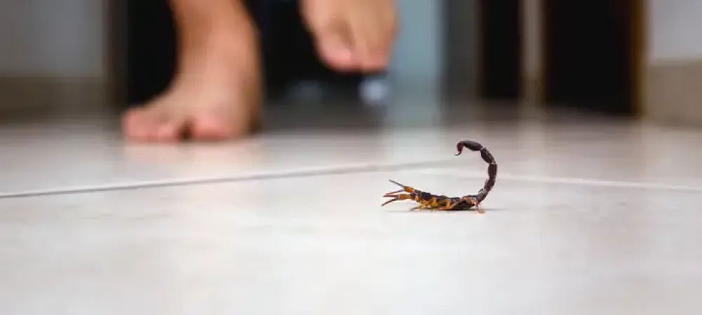 scorpion