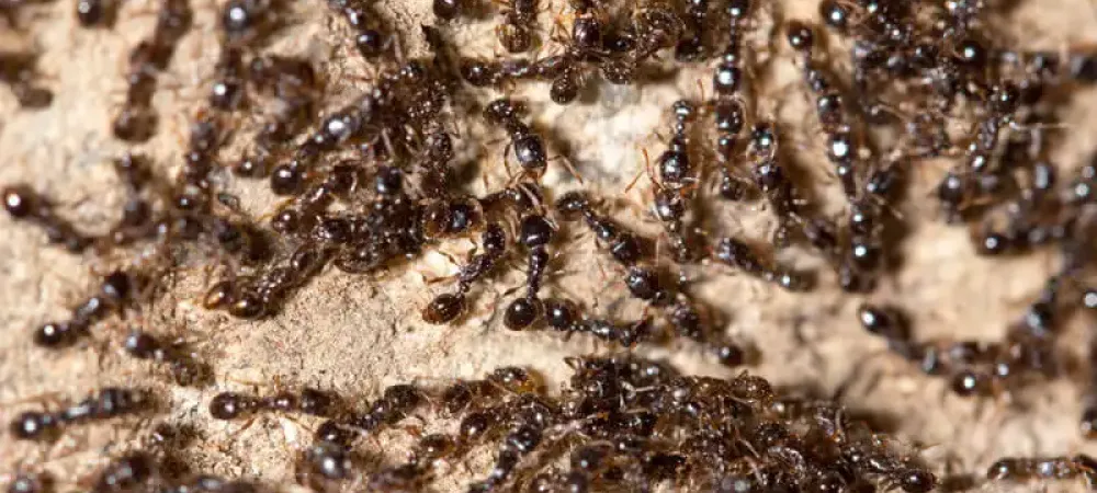 ants