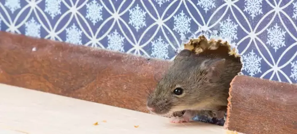 mouse