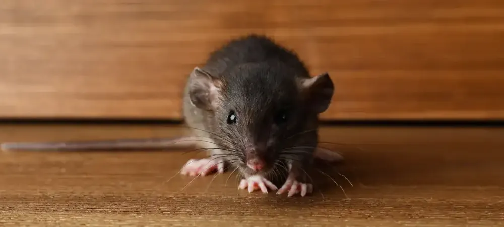 rodent