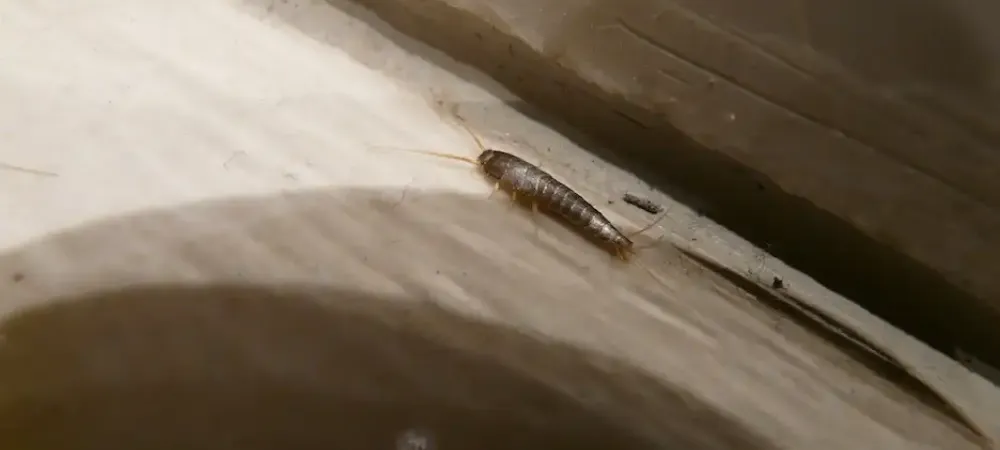 siverfish
