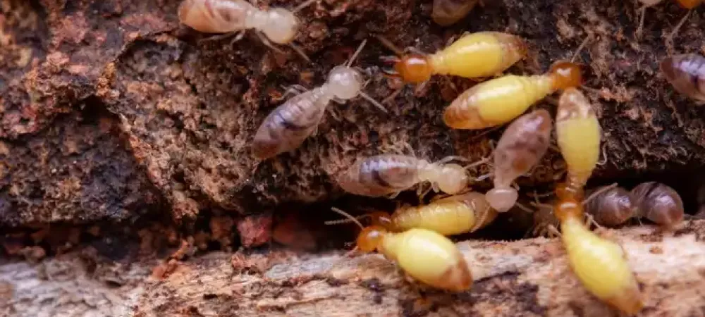 termites