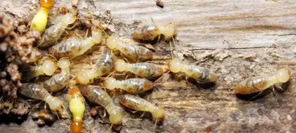 termites