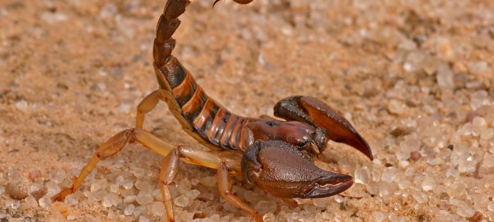 scorpion