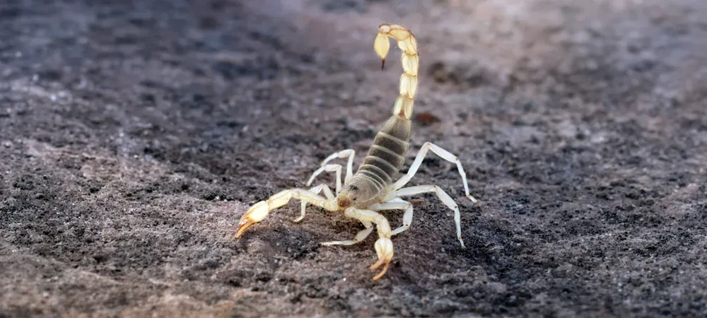 scorpion