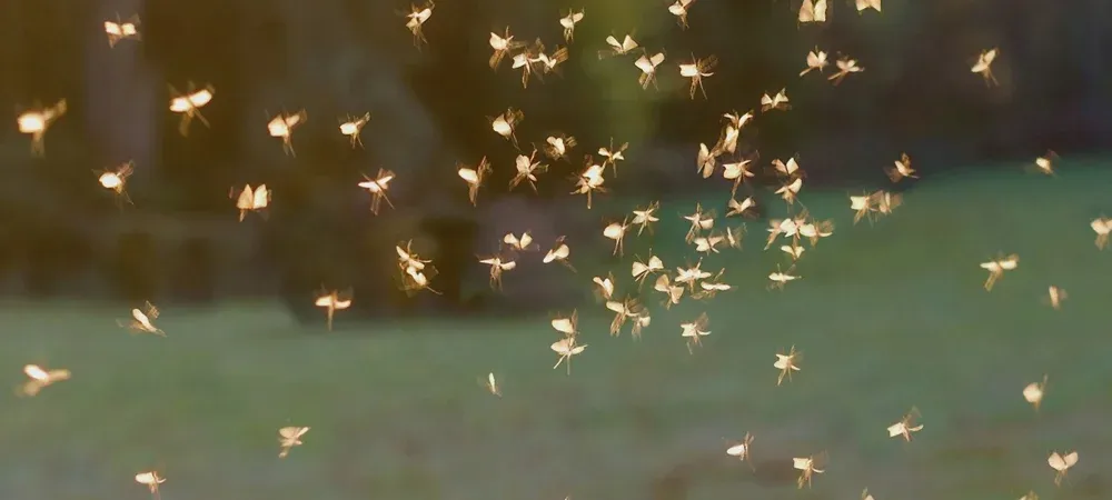mosquitoes