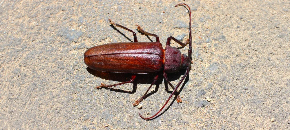 palo verde beetle