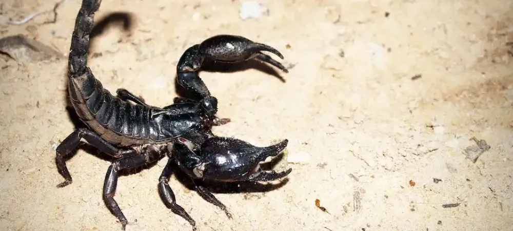 scorpion