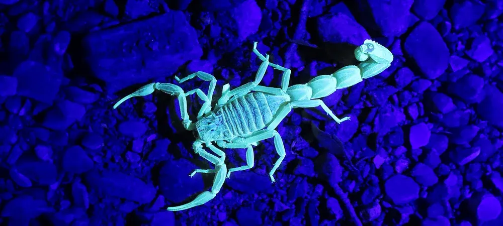 scorpion in uv light