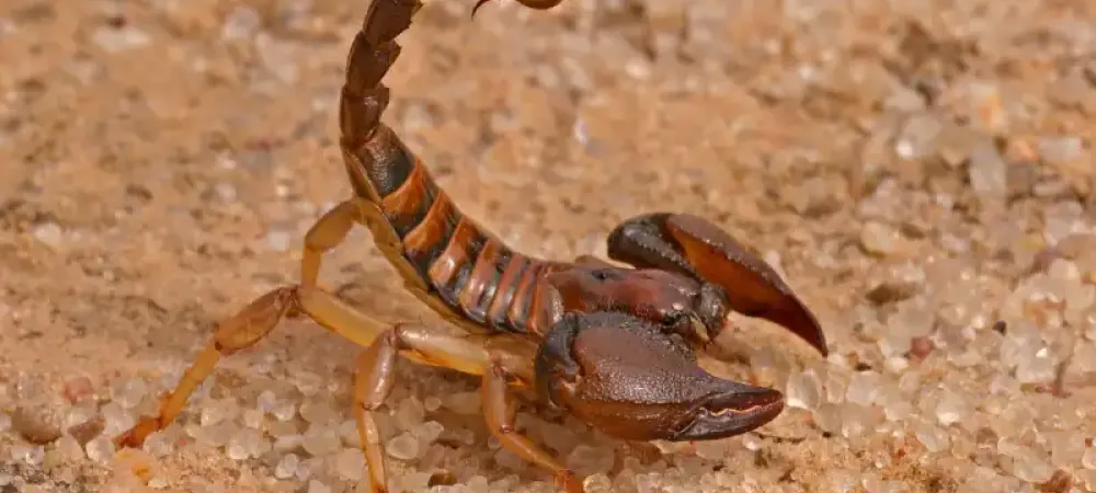 scorpion