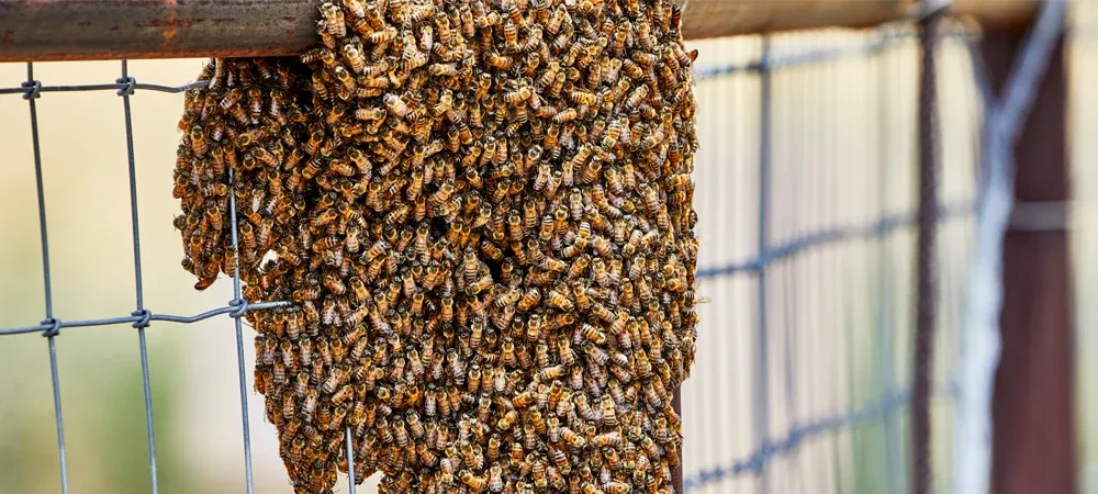 africanized bee swarm