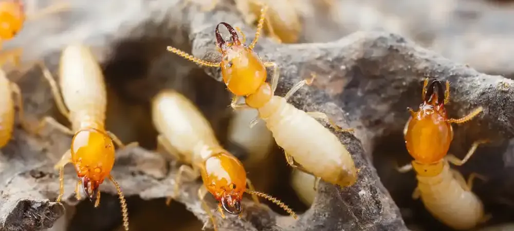 termites