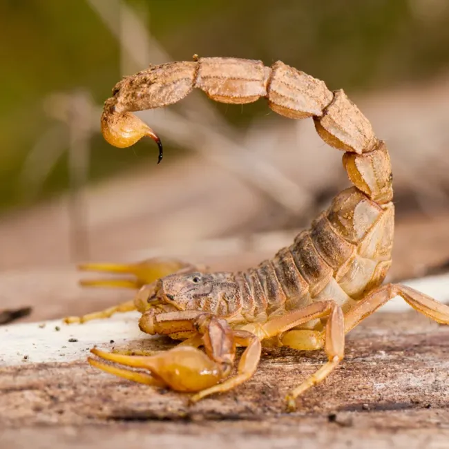 scorpion