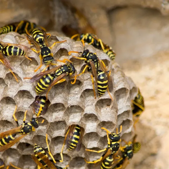 wasp nest