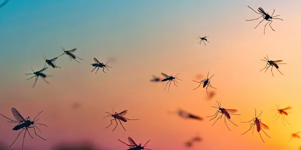 mosquitoes