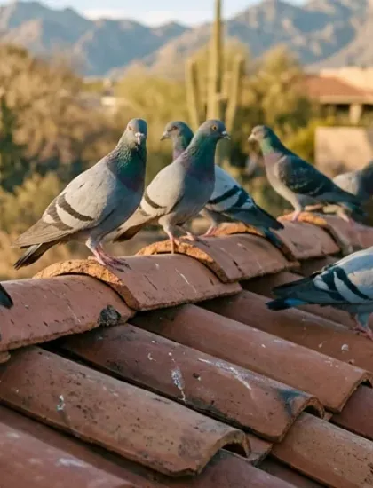 pigeons on a roof of a house