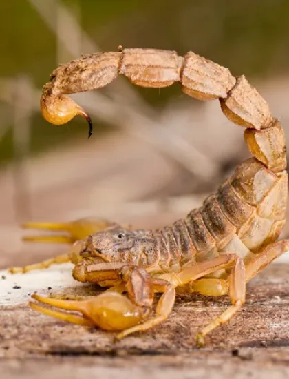 scorpion