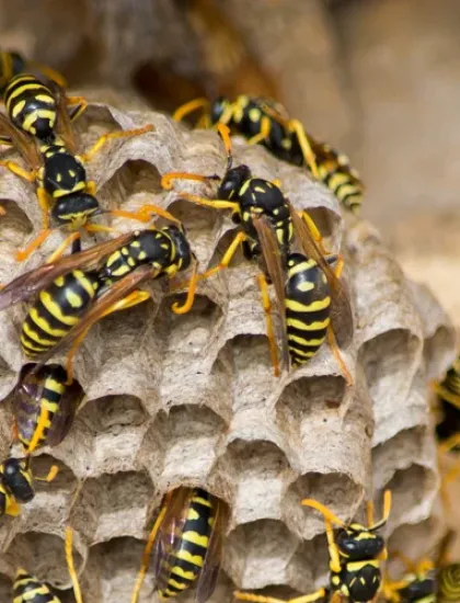 wasp nest