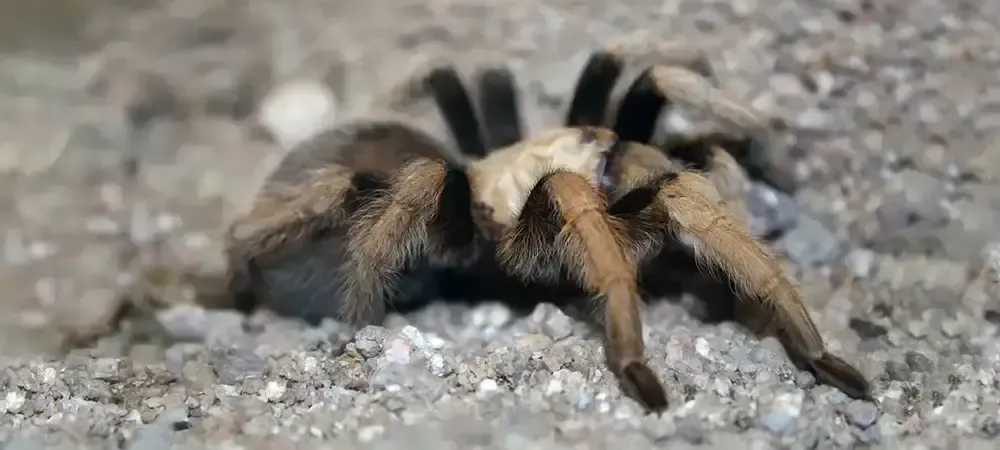 tarantula